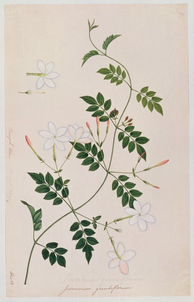 Jasminium grandiflorum, from Drawings of Plants from Malacca, c.1805-18 by Chinese School
